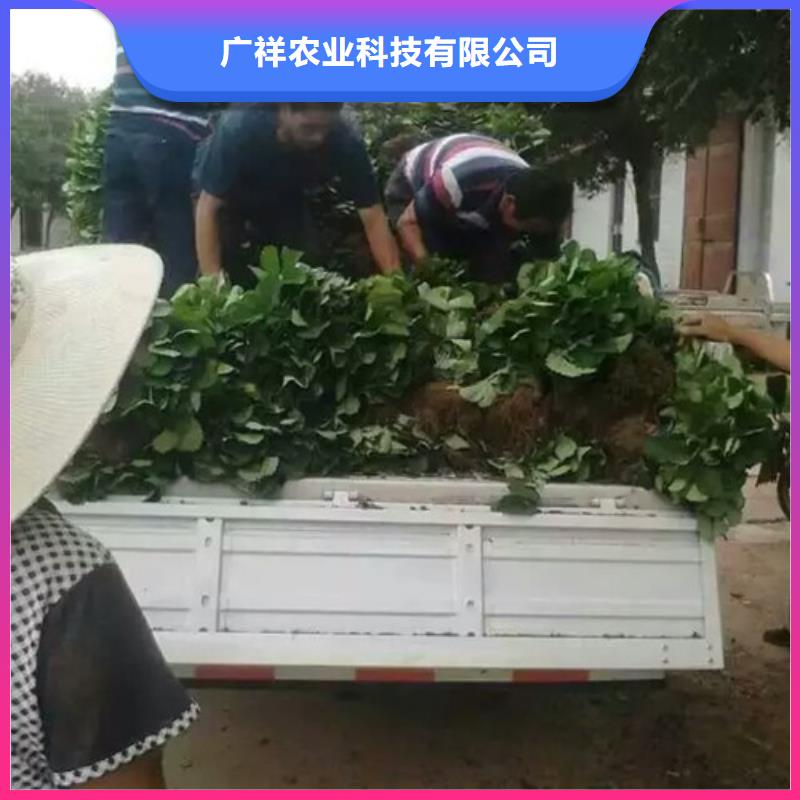 隋珠草莓苗哪里好