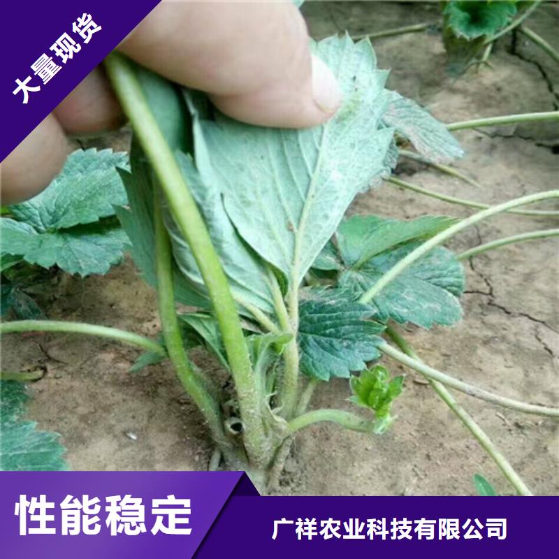 【草莓苗】_黑珍珠草莓苗应用领域