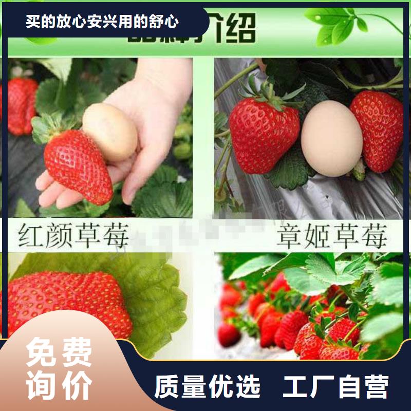 【草莓苗】红肉西梅N年大品牌