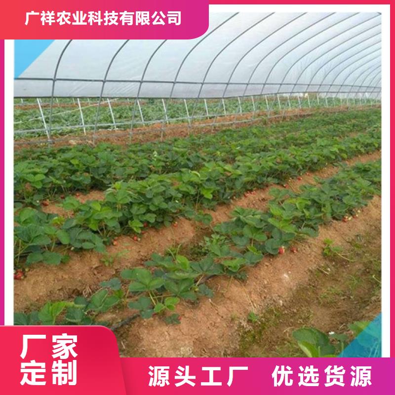 【草莓苗】苹果苗分类和特点