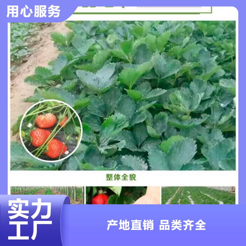 【草莓苗】苹果苗分类和特点