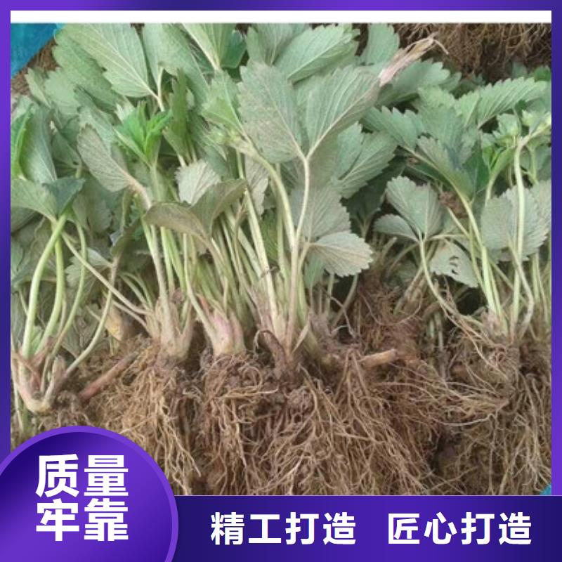 白雪公主草莓苗基地批发