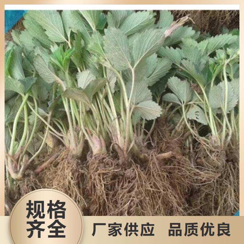 草莓苗-【蓝宝石葡萄树苗】定制批发