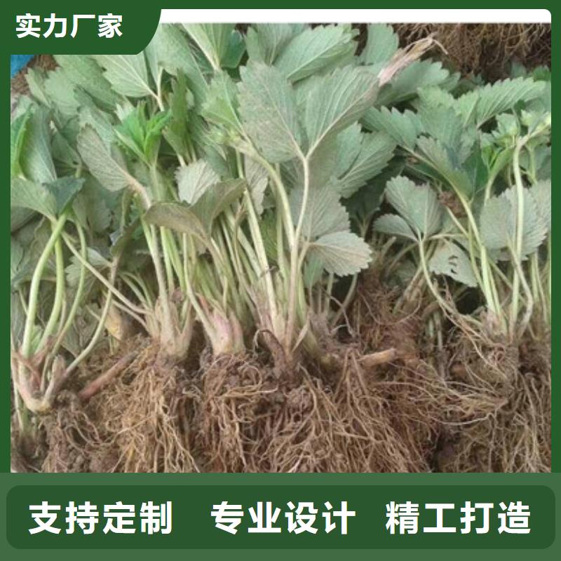 哪里卖草莓苗，草莓苗品种齐全