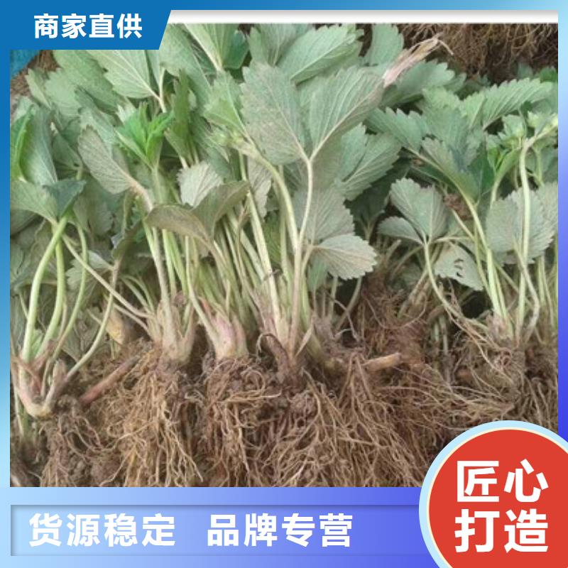 【草莓苗】樱桃苗拒绝伪劣产品