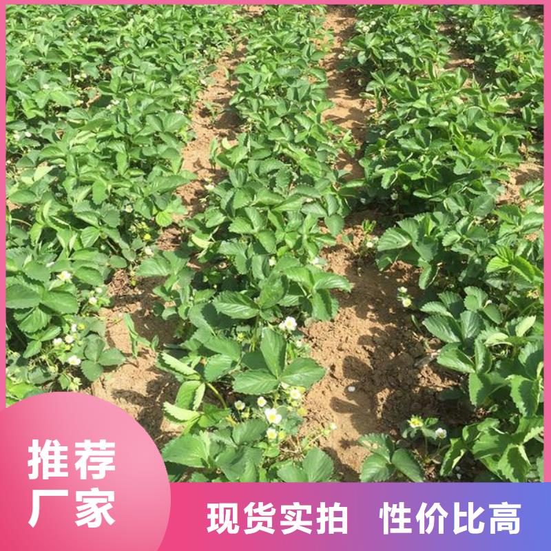 草莓苗【梨树苗基地】厂家直销大量现货