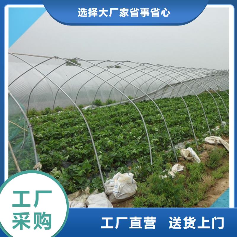 【草莓苗果树苗用好材做好产品】