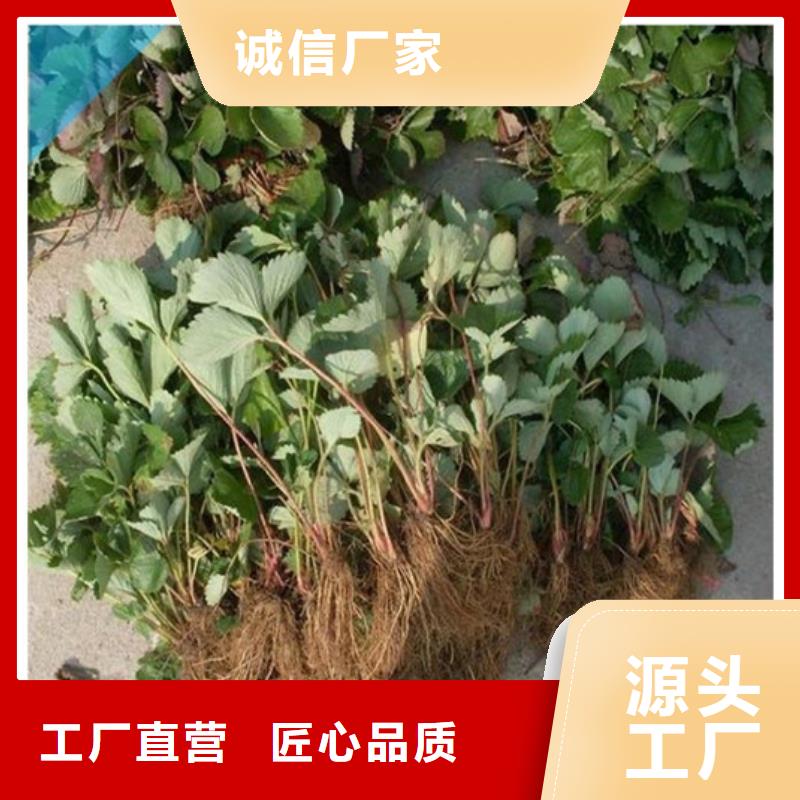 【草莓苗板栗苗自有厂家】