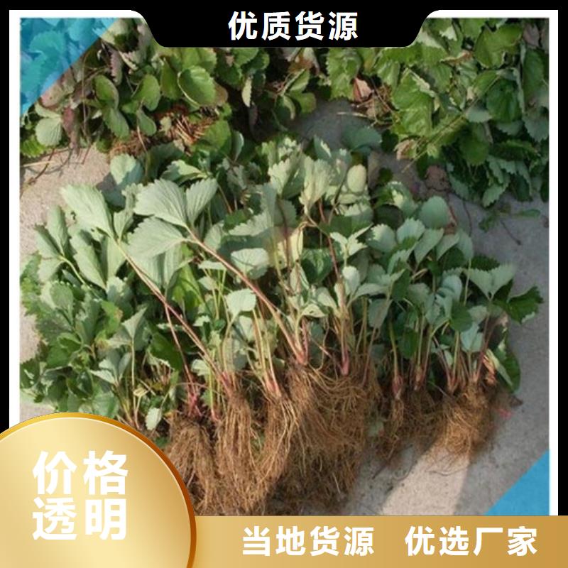 草莓苗毛蟠桃树苗基地现货