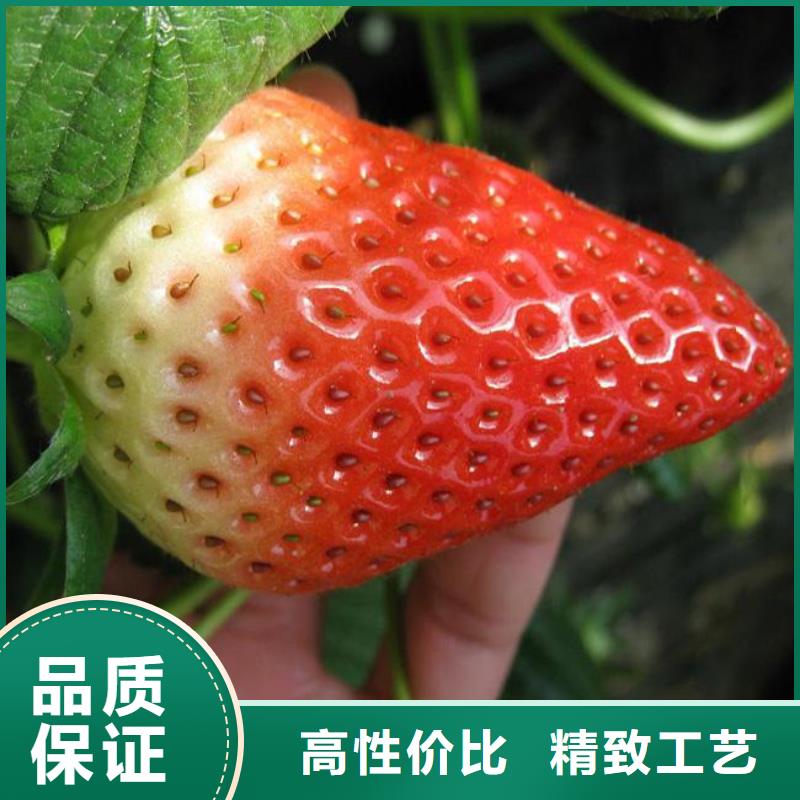 草莓苗草莓苗价格货品齐全