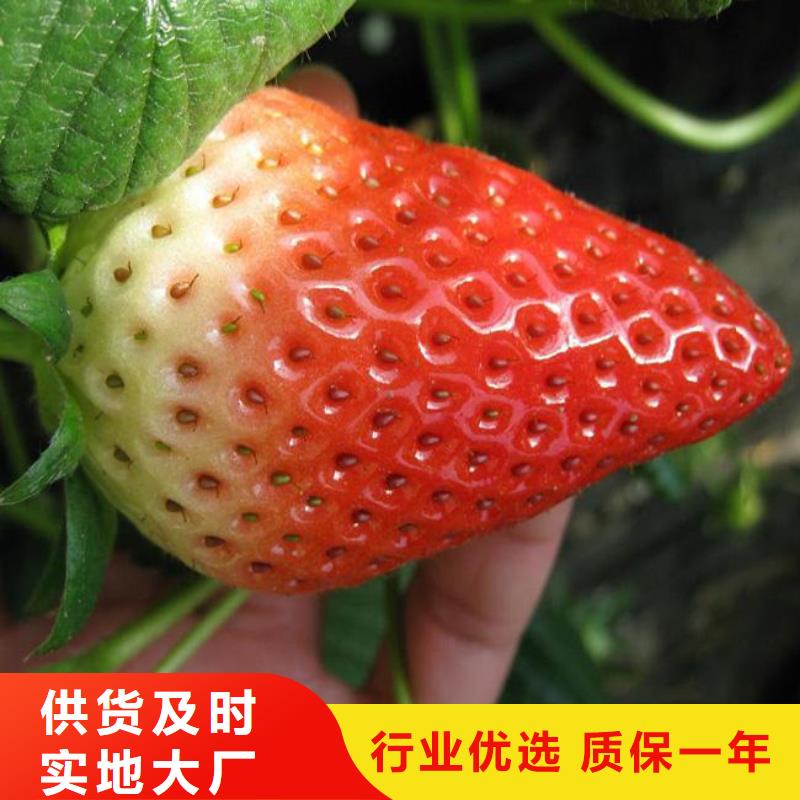 【草莓苗,无花果树苗质量安心】