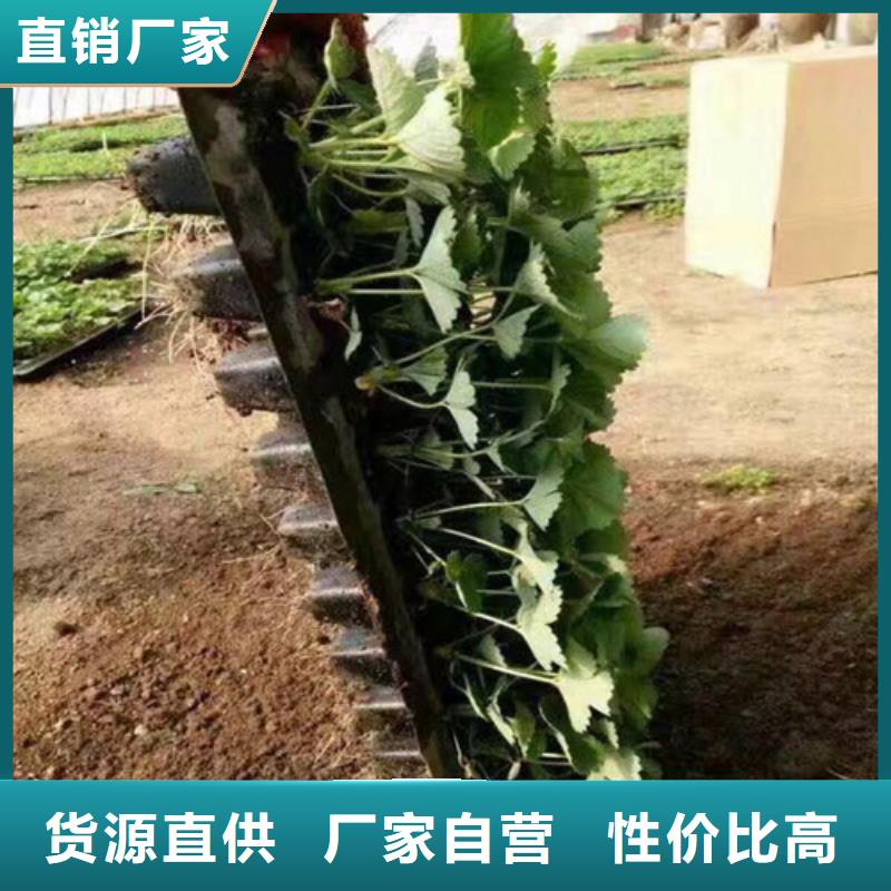 【草莓苗葡萄苗品质优选】