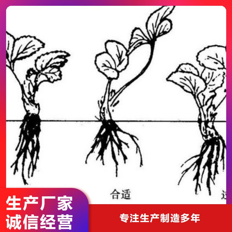 草莓苗【珍珠枣油桃树苗】优质货源