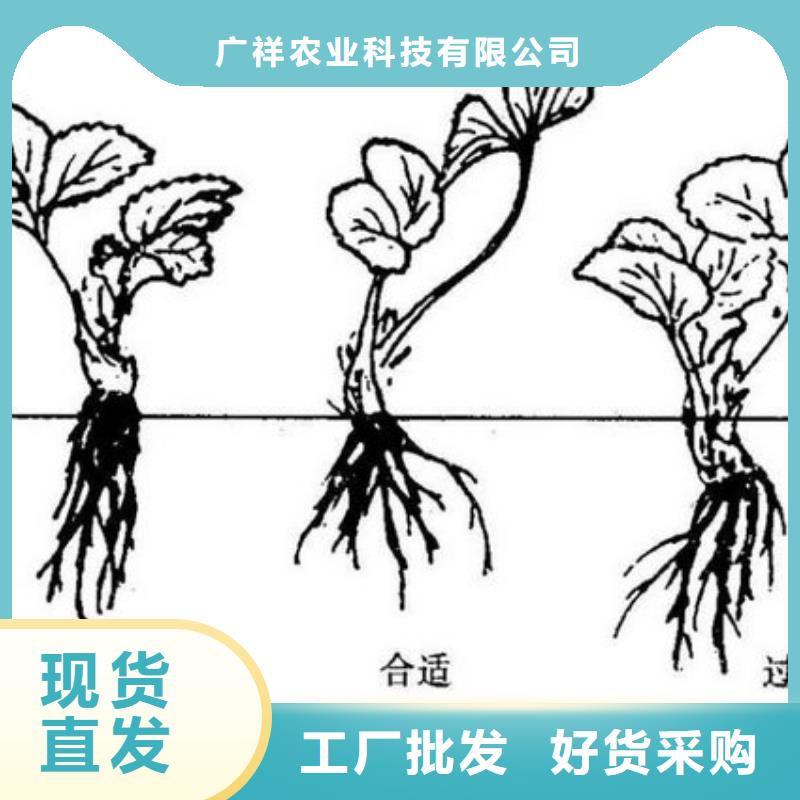 草莓苗西梅树苗应用领域