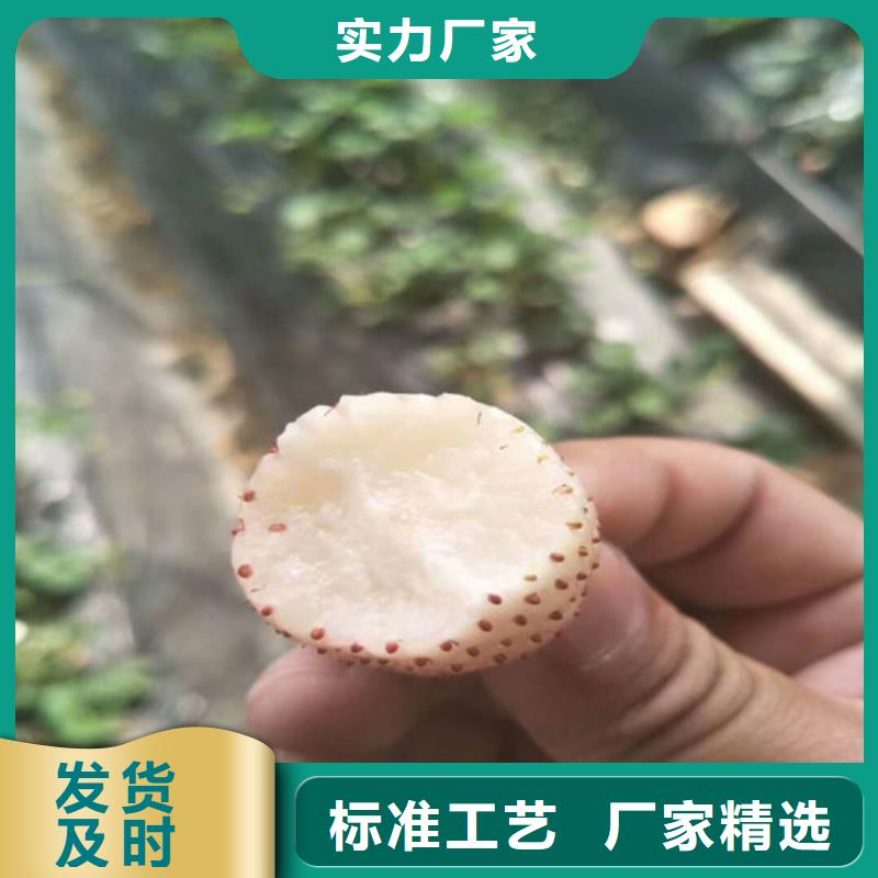 草莓苗草莓好品质选我们