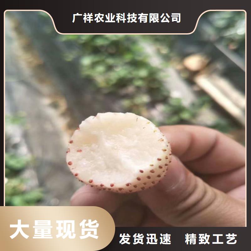 哪里卖草莓苗，草莓苗品种齐全