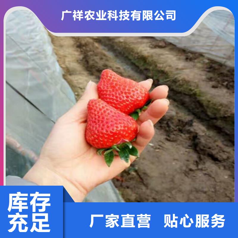 【草莓苗】黄金苹果树苗厂家现货供应