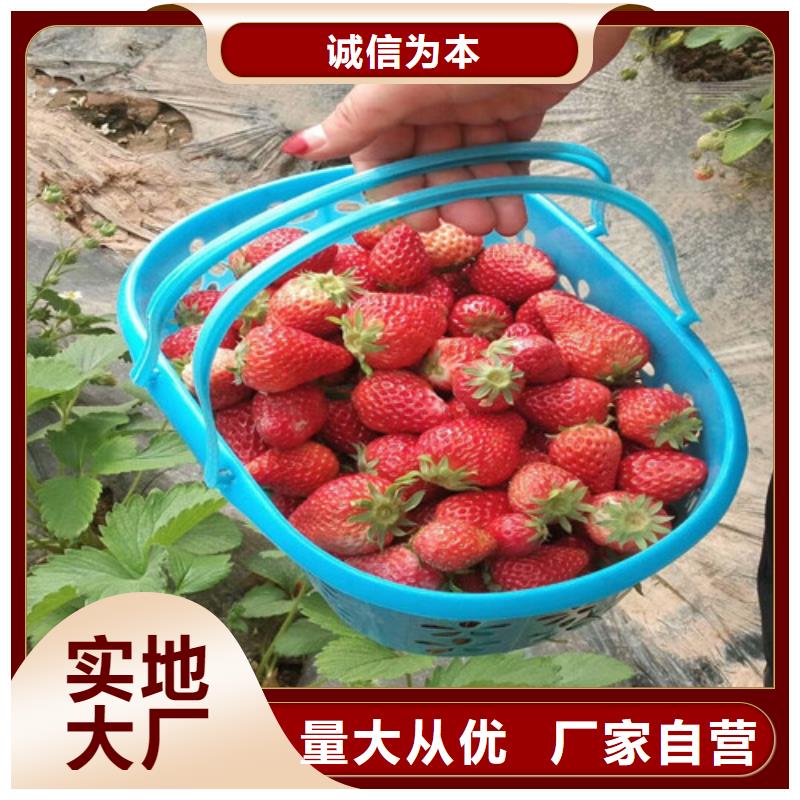 草莓苗柱状梨树苗选择我们选择放心