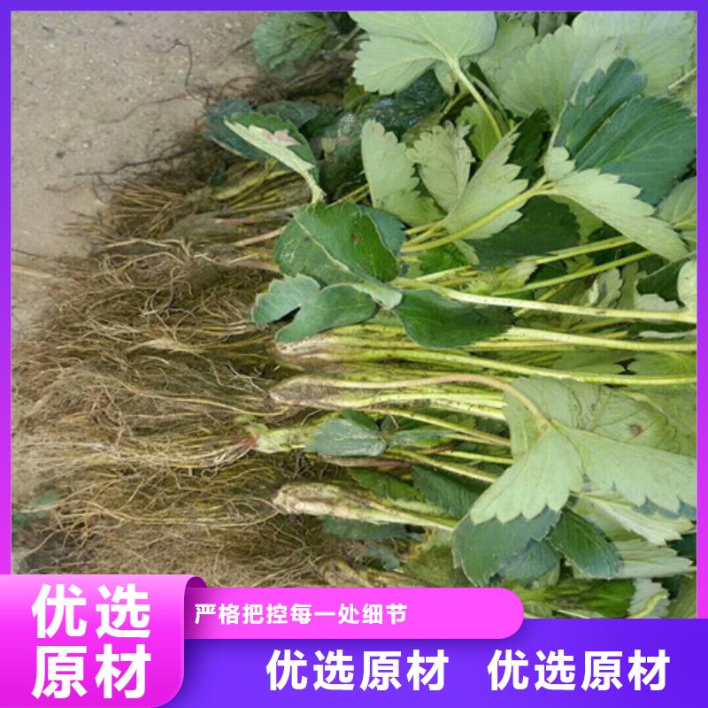 【草莓苗胭脂脆桃树苗工厂价格】