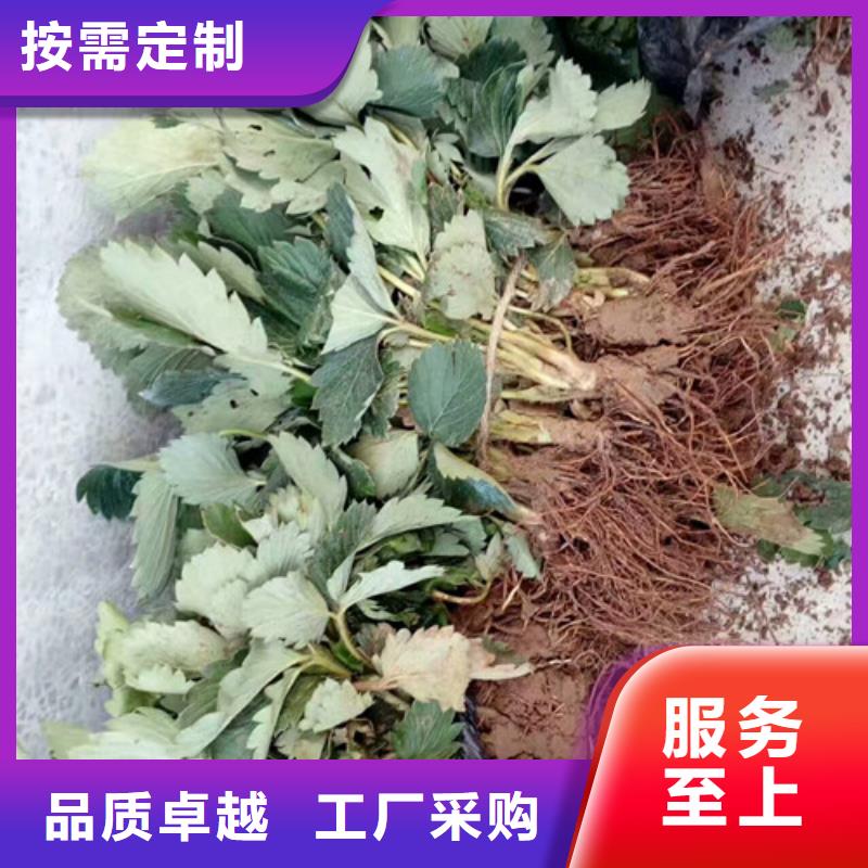 【草莓苗板栗苗自有厂家】