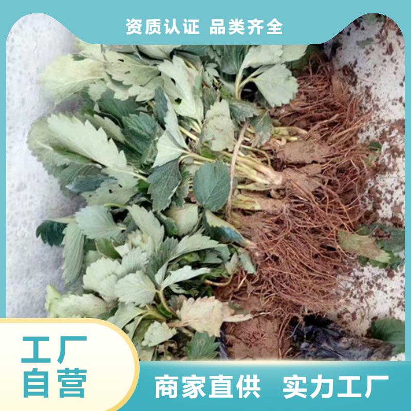 供应香蕉草莓苗，香蕉草莓苗2025年报价