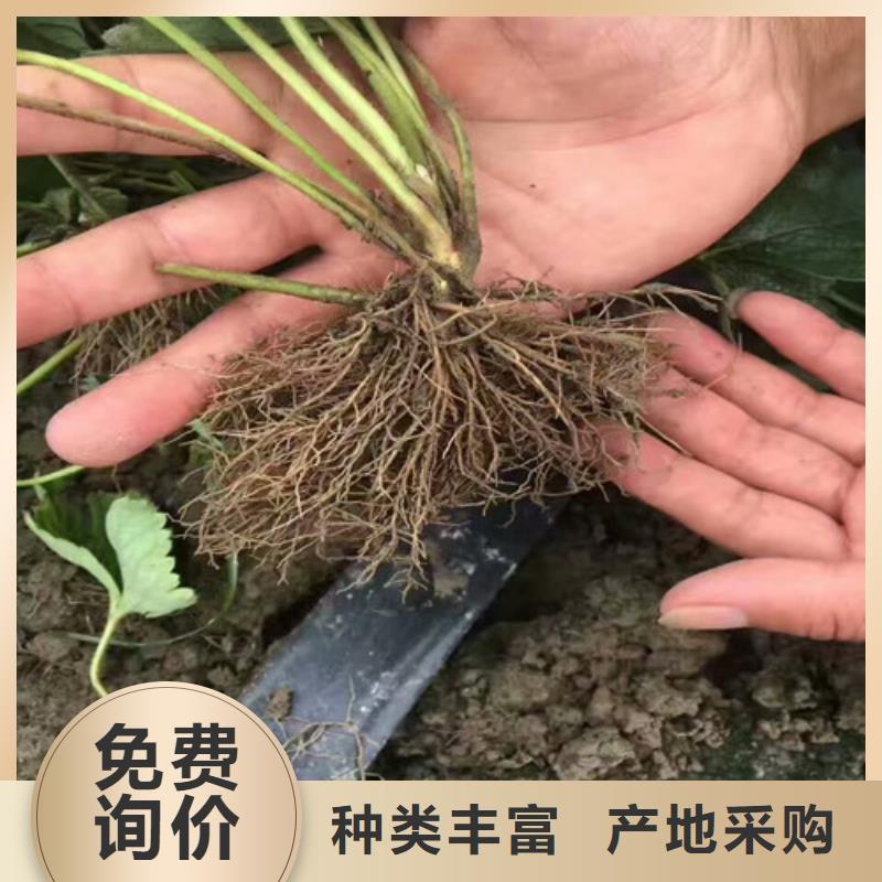 供应四季草莓苗，四季草莓苗2025已更新(今天/动态)