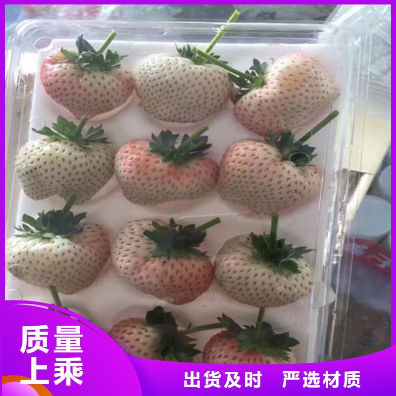 草莓苗草莓好品质选我们