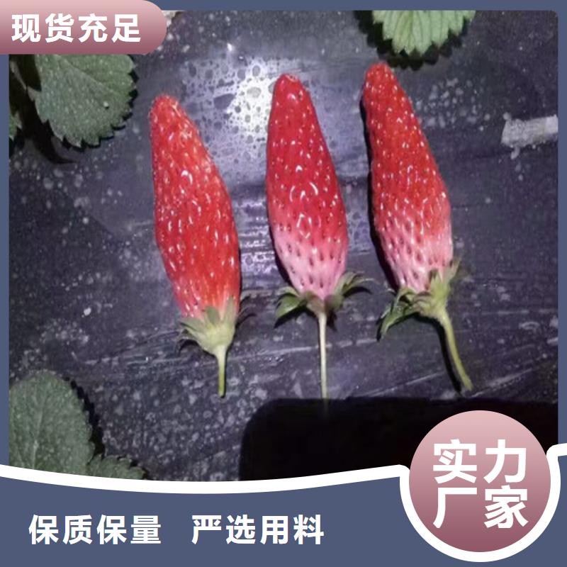 草莓苗,无籽葡萄树苗供您所需