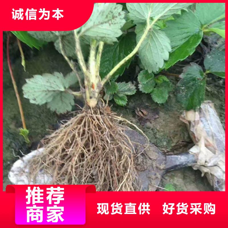 草莓苗_青苹果树苗海量现货