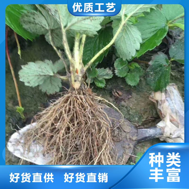 【草莓苗草莓苗价格商家直供】