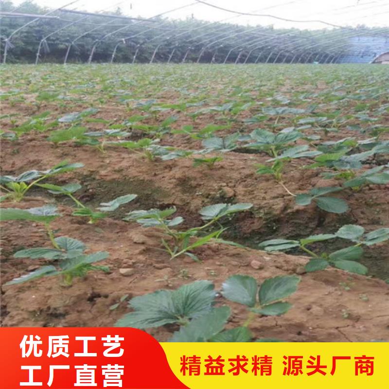 【草莓苗】毛蟠桃树苗基地工厂直供