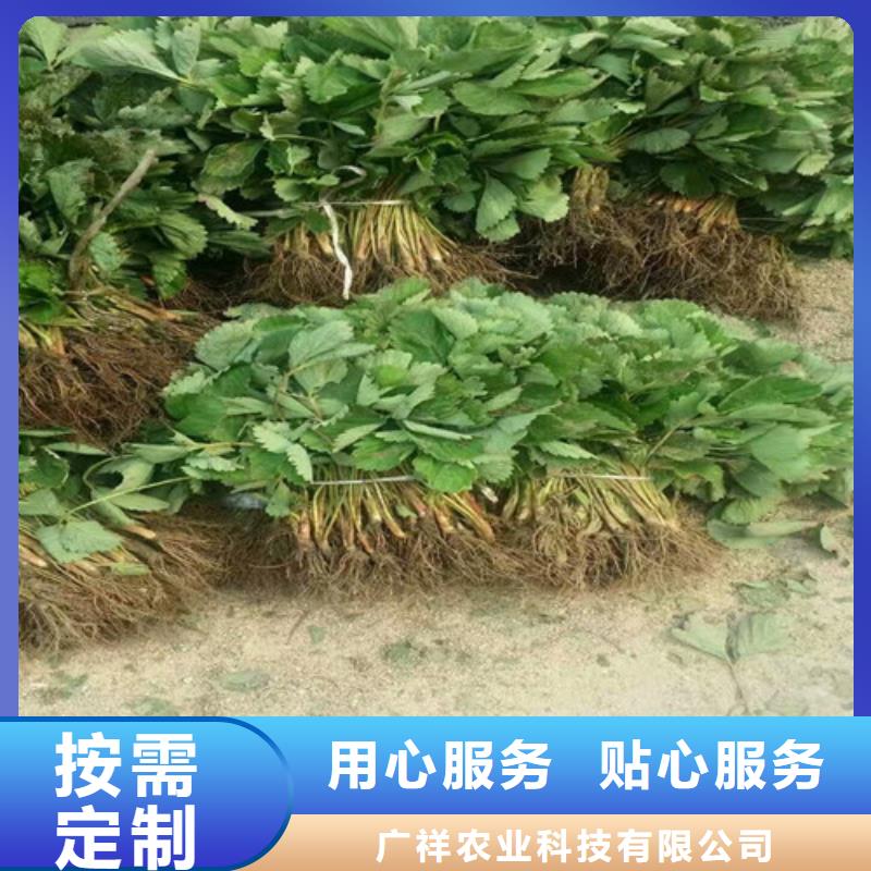 【草莓苗板栗苗自有厂家】