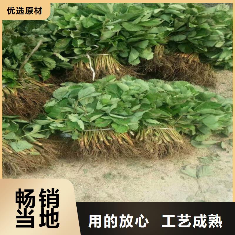 草莓苗,无籽葡萄树苗供您所需