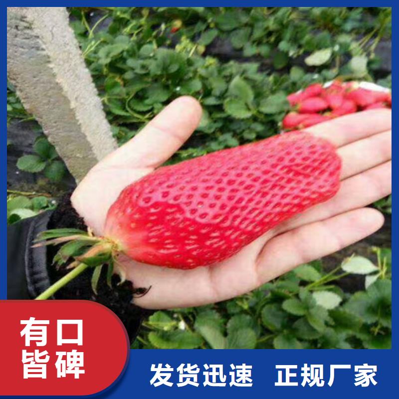 草莓苗_青苹果树苗海量现货