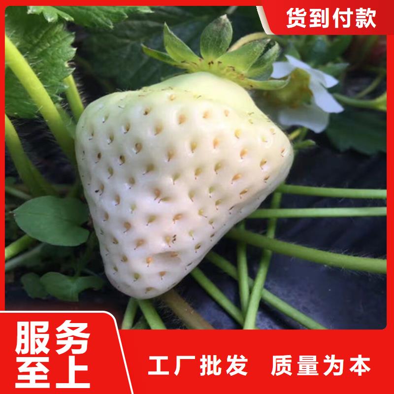 哪里卖草莓苗，草莓苗品种齐全