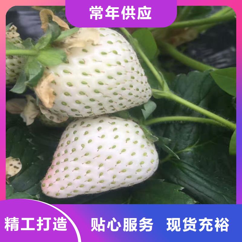 【草莓苗】油桃树苗加工定制