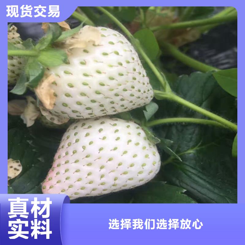 草莓种苗生产厂家_规格齐全