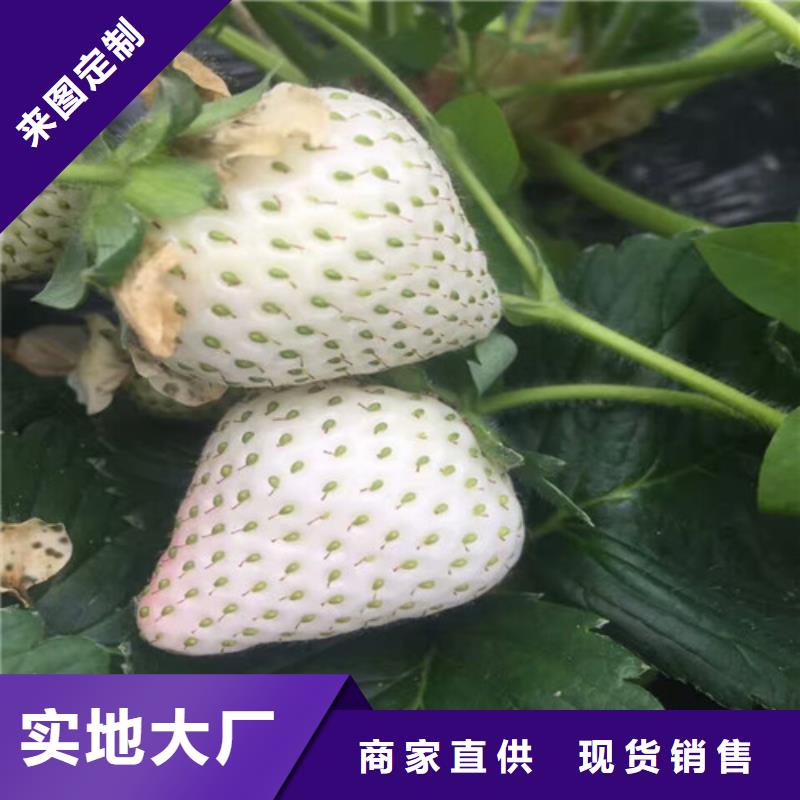 白果草莓苗低价批发