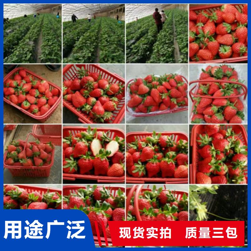 【草莓苗苹果苗48小时发货】