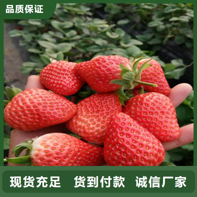 【草莓苗_夏黑葡萄苗质检合格出厂】