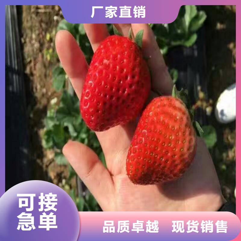 【草莓苗】黄金苹果树苗厂家现货供应