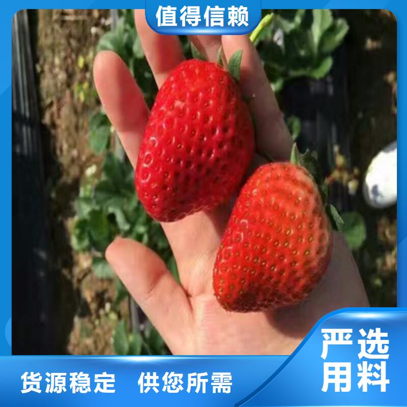 草莓苗草莓好品质选我们