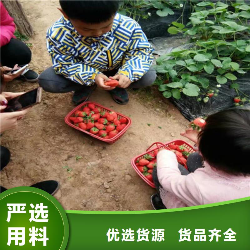 【草莓苗】_梨树苗基地用的放心