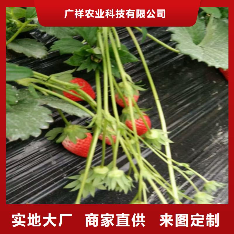 【草莓苗胭脂脆桃树苗工厂价格】