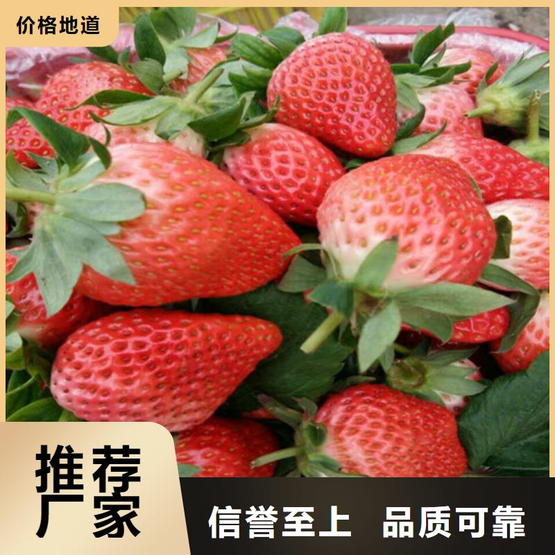 草莓苗-【葡萄苗】严谨工艺-服务范围包括东丰|东辽|吉林|通化|延边|四平|长春等