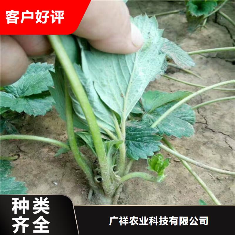 草莓苗莫妮卡西梅树苗批发价格