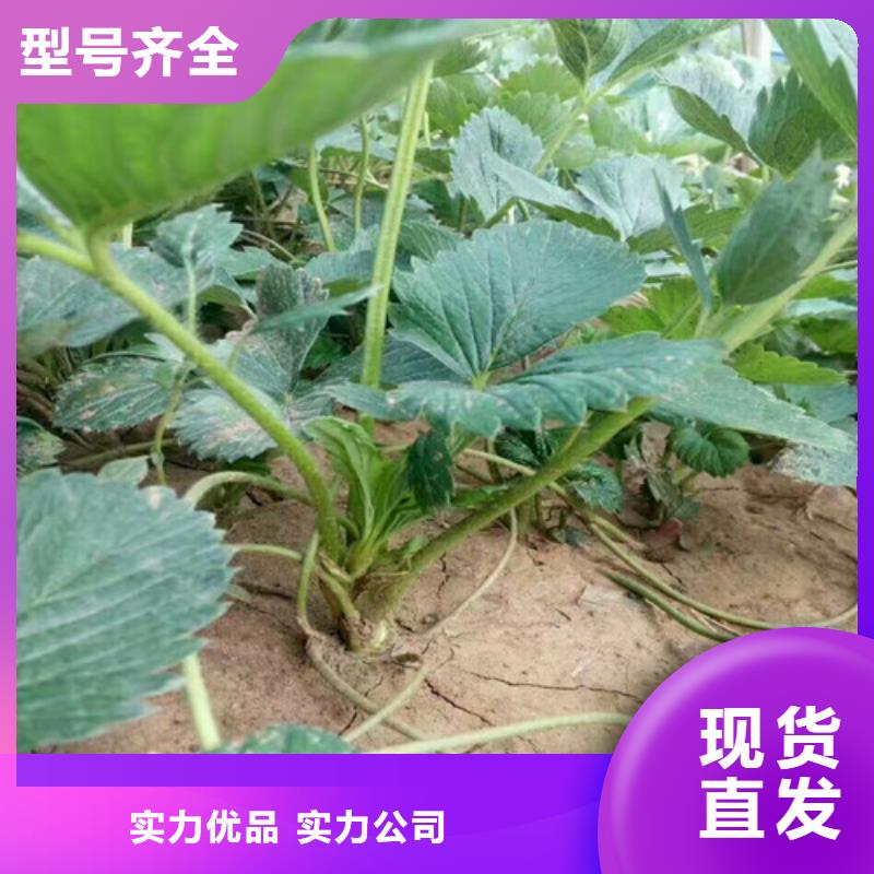 草莓苗_果树苗匠心制造