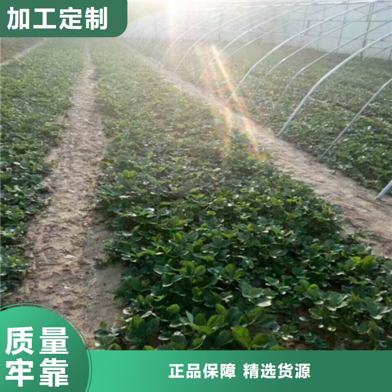 【草莓苗】毛蟠桃树苗基地工厂直供