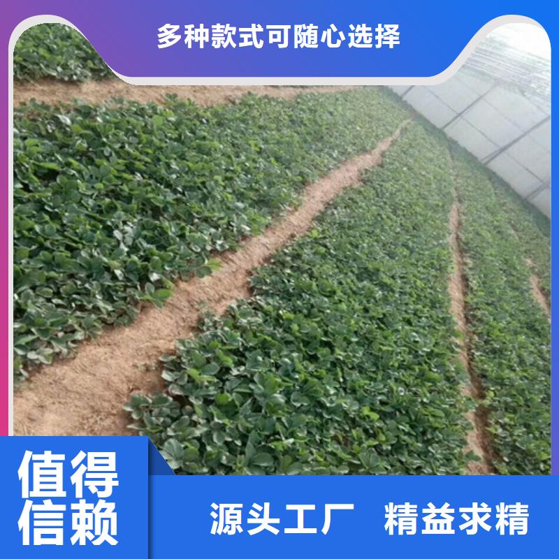 【草莓苗果树苗以质量求生存】