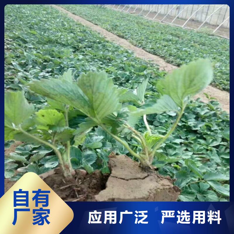 草莓苗毛蟠桃树苗基地现货